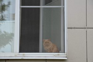Домашних животных вакцинируют в районе Филимонковский. Фото: Анна Быкова, «Вечерняя Москва»