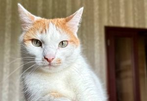 Вакцинация домашних животных пройдет в Филимонковском районе. Фото: Валерия Соловьева, «Вечерняя Москва»