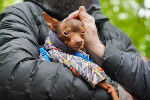 Профилактические процедуры во вакцинации питомцев проведут в Филимонковском районе. Фото: Ксения Догонашева, «Вечерняя Москва»